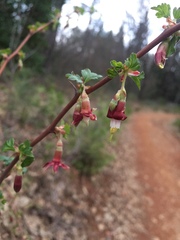 Ribes roezlii