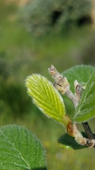 Cercocarpus traskiae