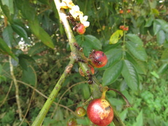 Dolichoderus quadridenticulatus