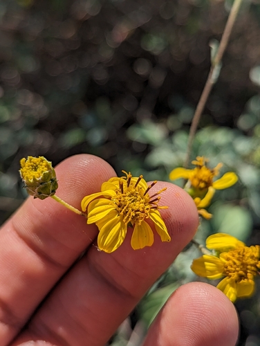 Image of Aldama purisimae by (c) Abraham Sánchez Romero, some rights reserved (CC BY)