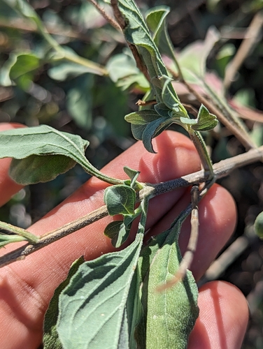 Image of Aldama purisimae by (c) Abraham Sánchez Romero, some rights reserved (CC BY)