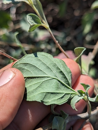 Image of Aldama purisimae by (c) Abraham Sánchez Romero, some rights reserved (CC BY)