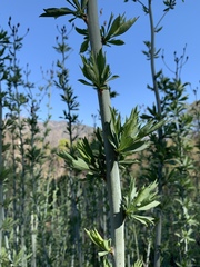 Romneya coulteri