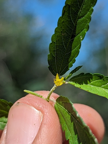 Corchorus hirtus, photograph 4