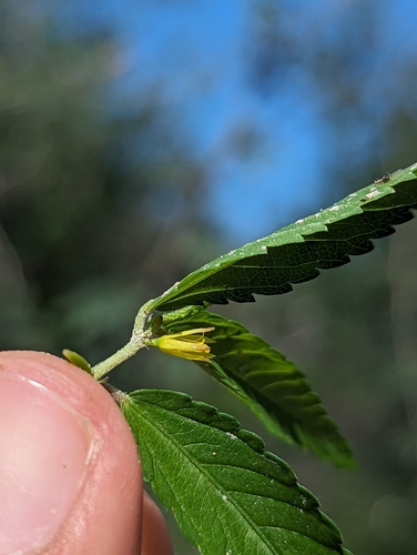 Image of Corchorus hirtus by (c) Abraham Sánchez Romero, some rights reserved (CC BY)