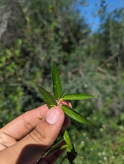 Corchorus hirtus, photograph Abraham Sánchez Romero, CC BY, iNaturalist via GBIF