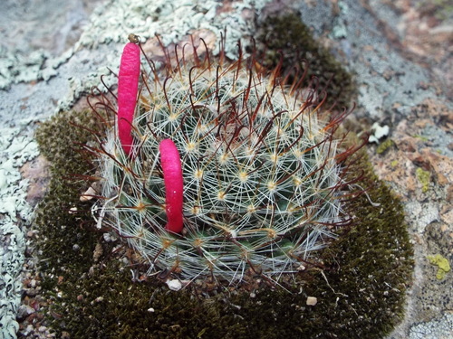 Mammillaria gilensis