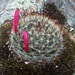 Mammillaria gilensis - Photo (c) Kevin Meza,  זכויות יוצרים חלקיות (CC BY-NC), הועלה על ידי Kevin Meza