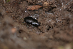 Abax ovalis