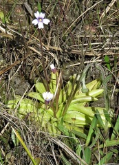 Pinguicula ionantha