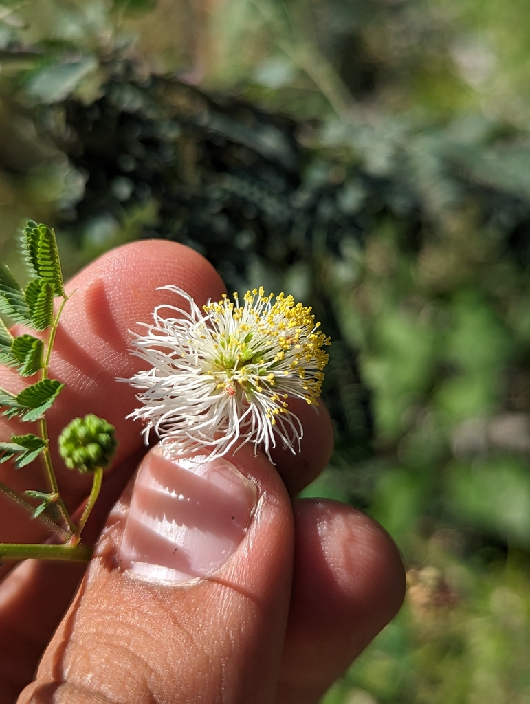 Desmanthus fruticosus from La Paz, MX-BS, MX on November 9, 2023 at 12: ...