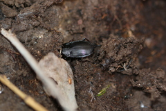 Abax ovalis