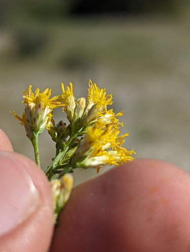 Image of Xylothamia diffusa by (c) Abraham Sánchez Romero, some rights reserved (CC BY)