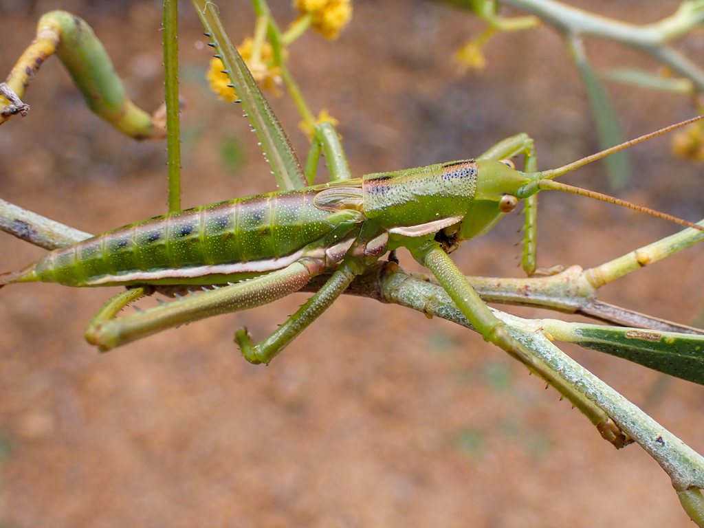 Hemisaga denticulata