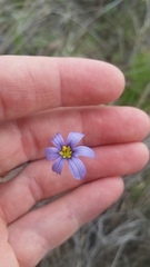 Sisyrinchium biforme