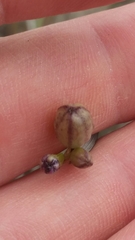 Sisyrinchium biforme