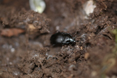 Abax ovalis