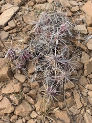 Grusonia