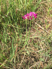 Allium drummondii