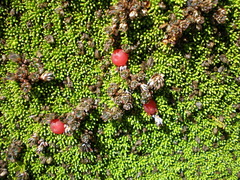 Montitega dealbata
