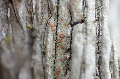 Bacidia rubella