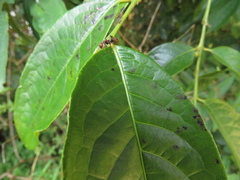 Dolichoderus quadridenticulatus