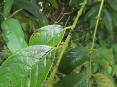 Dolichoderus quadridenticulatus