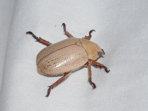 Anoplognathus pallidicollis Blanchard, 1851