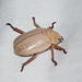 Anoplognathus pallidicollis - Photo (c) Linda Rogan EntSocVic, some rights reserved (CC BY-NC), uploaded by Linda Rogan EntSocVic