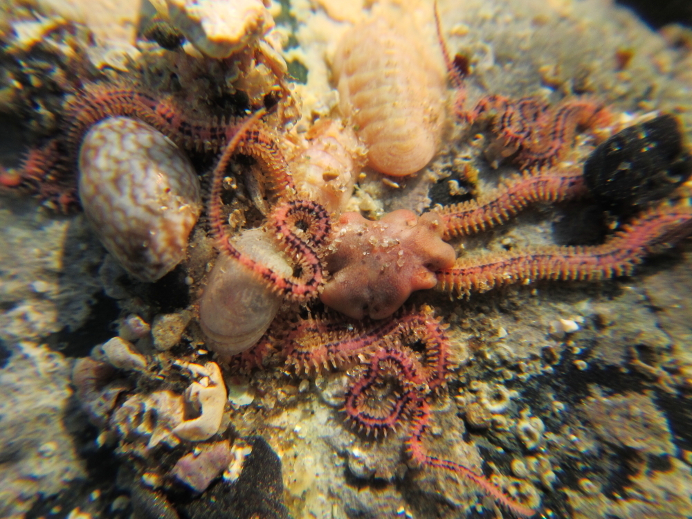 Ophiocentrus