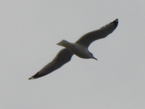 Ring-billed Gull photographed in Kentucky