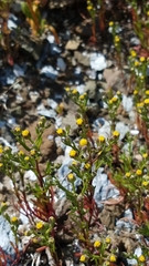 Amblyopappus pusillus