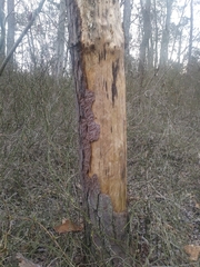 Dendroctonus frontalis