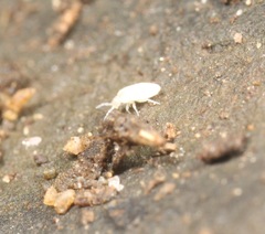 Entomobryoidea