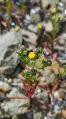 Amblyopappus pusillus