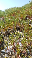 Amblyopappus pusillus