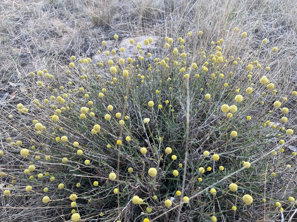 Pycnosorus chrysanthus; photograph (c) Dylan Wishart, some rights reserved (CC BY)