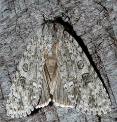 Acronicta impleta