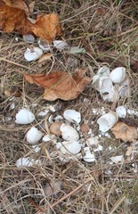 Sternotherus odoratus