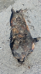 Zalophus californianus