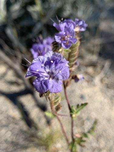 iNaturalist observation photo of Scorpionweeds