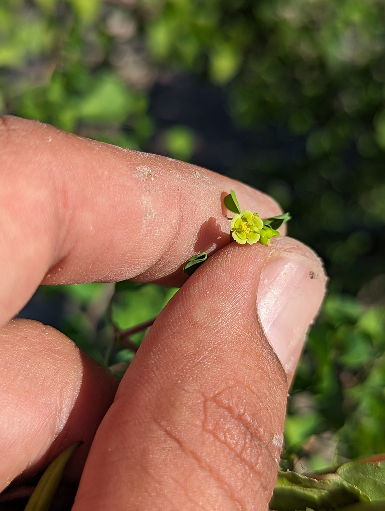 Euphorbia californica from Comondú, MX-BS, MX on November 9, 2023 at 10 ...