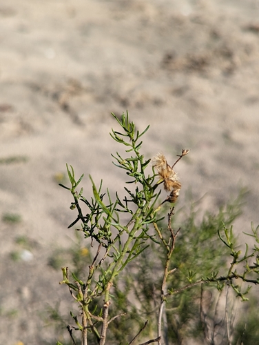 Image of Xylothamia diffusa by (c) Abraham Sánchez Romero, some rights reserved (CC BY)