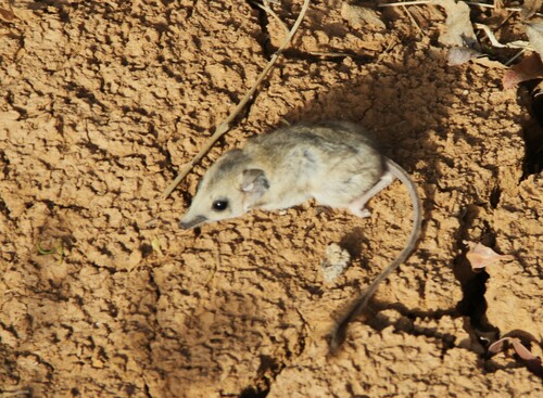 Long-eared Kultarr (Antechinomys auritus) — Data Deficient Mammalia