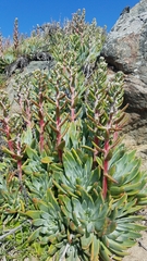 Dudleya virens insularis