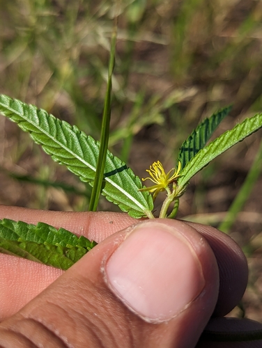 Image of Corchorus hirtus by (c) Abraham Sánchez Romero, some rights reserved (CC BY)