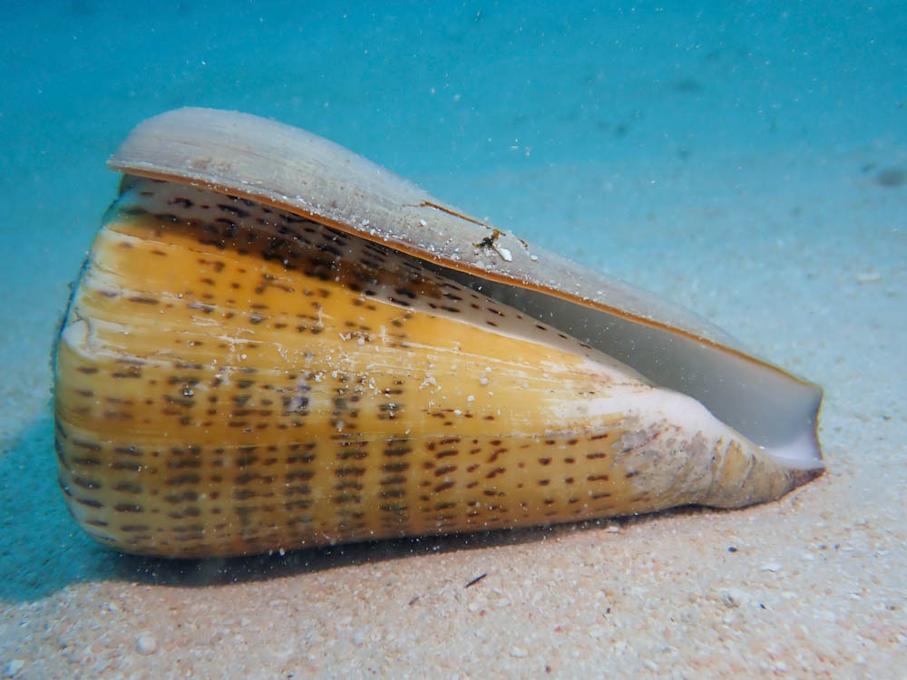 Leopard Cone