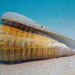 Conus leopardus - Photo (c) Raphael Forns,  זכויות יוצרים חלקיות (CC BY-NC), הועלה על ידי Raphael Forns