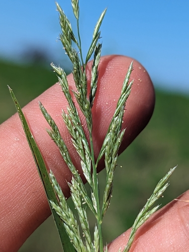 sticky sprangletop (Leptochloa viscida)