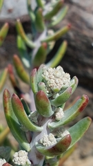 Dudleya virens insularis